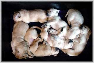 Pile of pups at 4 weeks old